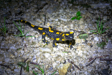 Salamander in den Alpen