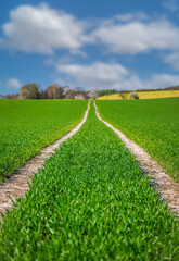 Weg über ein Feld mit frischen grünen Pflanzen 