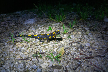 Salamander in den Alpen