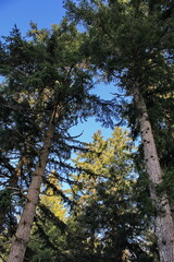 Obraz premium The top of a large pine tree has a blue sky behind it.