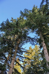 Fototapeta premium The top of a large pine tree has a blue sky behind it.