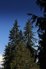 Pine trees against dark blue sky.
