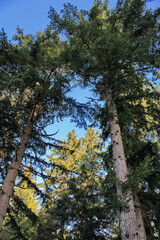 The top of a large pine tree has a blue sky behind it.