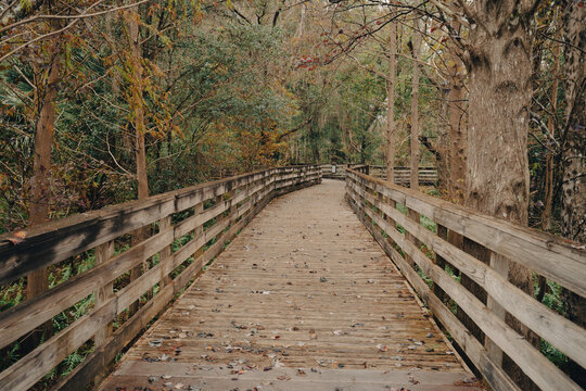 Boardwalk At Lake Lotus Nature Park In Altamonte Springs, Florida