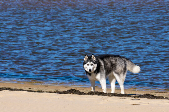 Huskey am Strand
