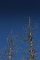 A leafless pine tree against a dark blue sky.