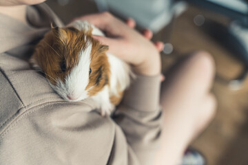 girl petting her Sheltie guinea pig pet concept. High quality photo - obrazy, fototapety, plakaty