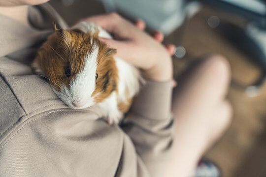 girl petting her Sheltie guinea pig pet concept. High quality photo