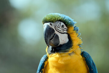 this is a close up of a  blue and gold macaw is sitting on a perch