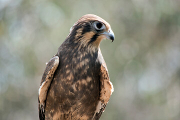 this is a close up of a brown falcon resting