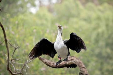 the pied cormorant is drying his feathers in the sun