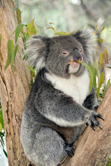 Fototapeta premium the koala is a grey and white marsupial which lives in trees