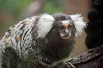 this is a close up of a marmoset