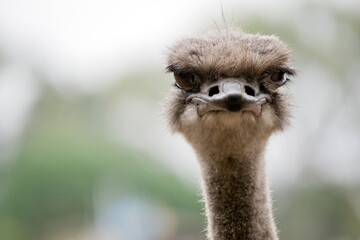 this is a close up of a male ostrich