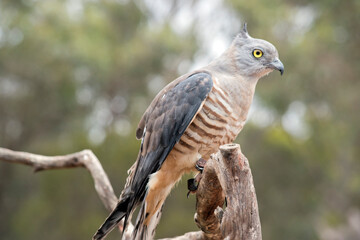 the Pacific baza has a grey face with yellow eyes white and brown striped chest and drak grey wings