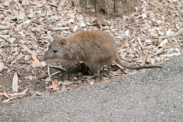 this is a side view of along nosed potoroo