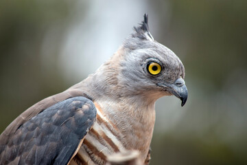 this is a side view of a pacific baza