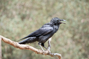 the black raven is perched on a tree branch