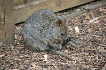 the quokka is a small brown and grey marsupial with a cute face