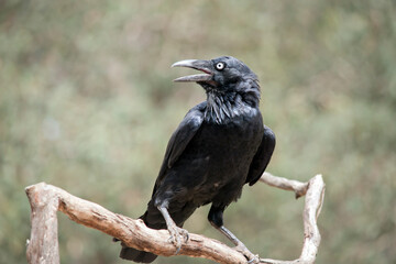 the raven is a black bird  perched on a tree branch looking for danger