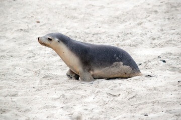 the sea lions are grey on top and white underneath with whiskers and a black nose