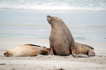 Fototapeta premium the two sea lions are on the sand at seal bay