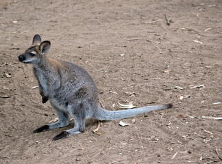 the red necked wallaby has reddish fur on its shoulders and nape. The rest of its body is tawny gray, except for its white chest and belly. 