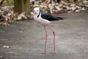the black winged stilt has long legs so he can wade in water while looking for food