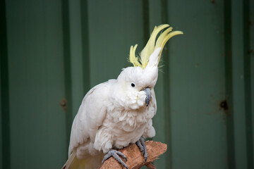 the sulphur crested cockatoo has a yellow crest and is a white bird
