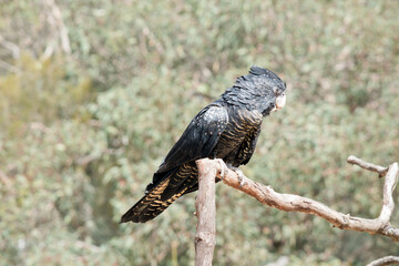 this is a female red tailed black cockatoo on a perch