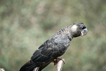 the white tailed black cockatoo has a white cheek and white tail on a black body