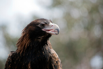 this is a close up of a wedge tail eagle. He has brown eyes and a white beak with a bit of grey at the end.