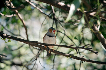 the male zebra finch has an orange cheek