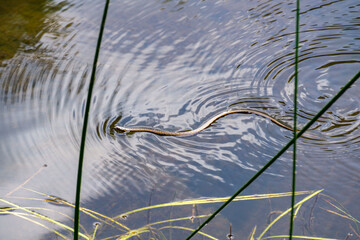 water snake