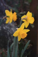 Yellow daffodils are blooming in the morning.