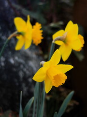 Yellow daffodils are blooming in the morning.