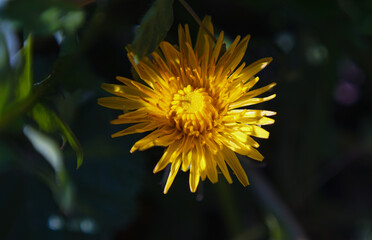 Yellow dandelion flowers