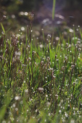 Small flowers on the roadside with sunlight in the background.