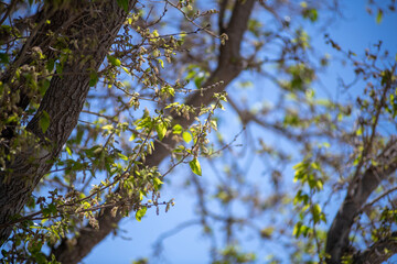 Fototapeta premium branches with leaves against blue sky