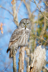 large great gray owl on perch