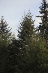 A large pine tree against a blue sky.