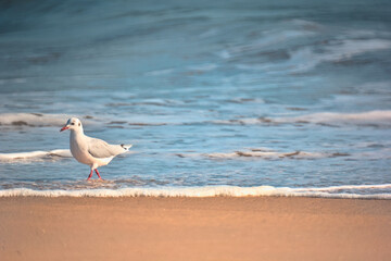gaviotas buscando comida en la orilla del mar, playa