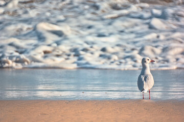 gaviotas buscando comida en la orilla del mar, playa