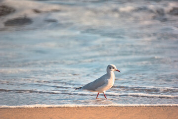 gaviotas buscando comida en la orilla del mar, playa