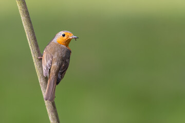 Fototapeta premium European robin (Erithacus rubecula) perches on a cane with a caterpillar in its beak, during nesting season in spring. Beautiful British bird portrait.