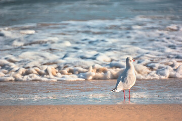 gaviotas buscando comida en la orilla del mar, playa