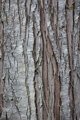 Obraz premium The light brown bark of a large tree in the taiga forest or pine forest, bark texture
