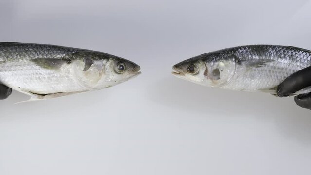 Two Mullet fish in human hands. Fresh mullet fish. Unrecognizable cooking dish from sea fish. Delicacy healthy food concept, Healthy nutrition of seafood slow motion