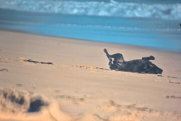 perro negro jugando en la arena de la playa