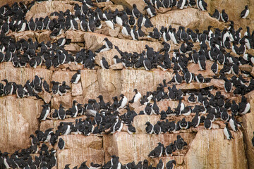  black guillemot bird nesting in arctic circle